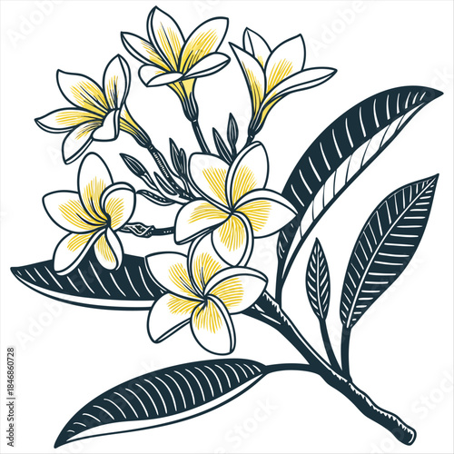 Yellow and white frangipani flowers with green leaves illustration sketch style