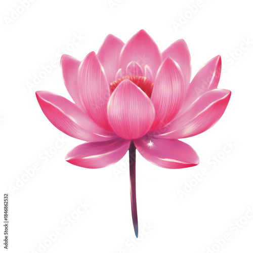 A serene pink lotus flower blooming in a peaceful environment from a top viewpoint