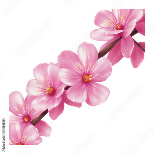 A serene branch of pink cherry blossoms against a crisp white background