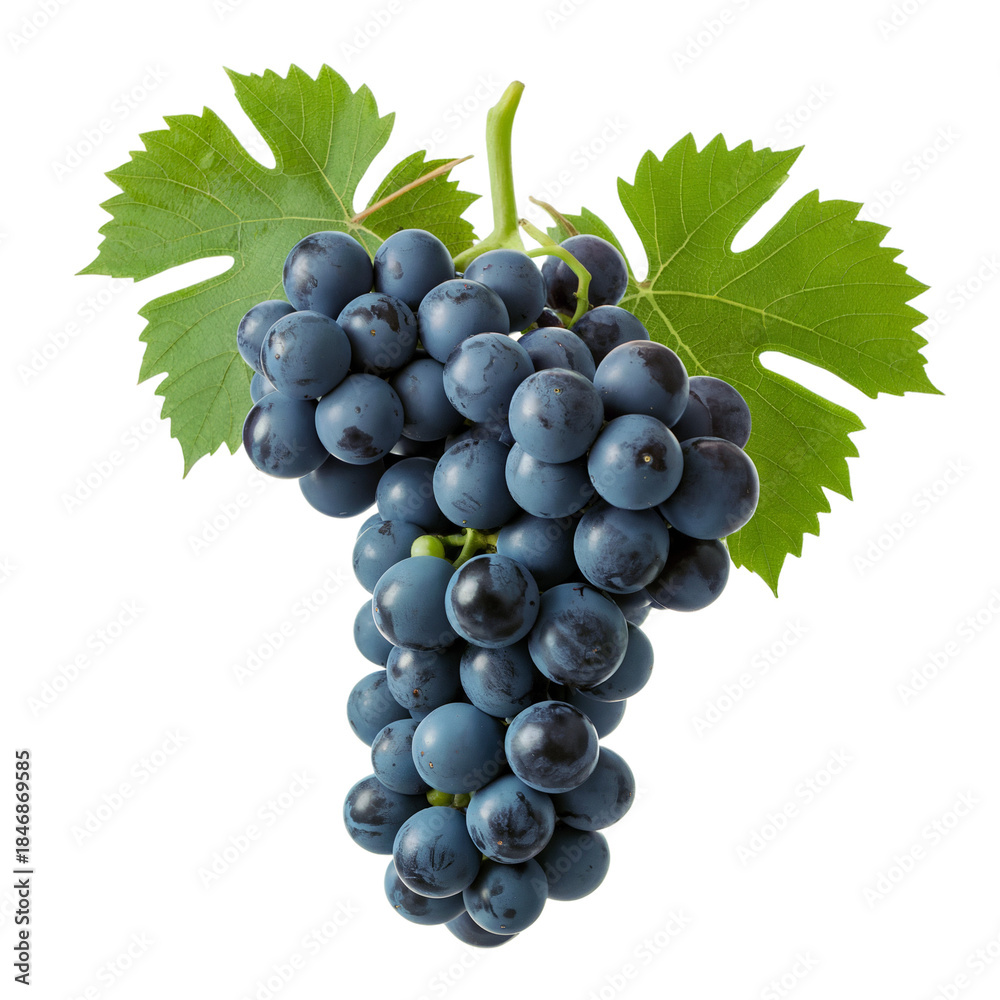 Fototapeta premium Bunch of Fresh Blue Grapes with Green Leaves Isolated
