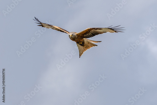 Fliegender Rotmilan 9