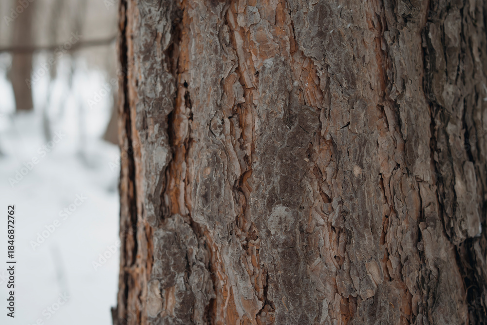 Fototapeta premium pine bark texture