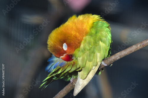 red parrot on branch