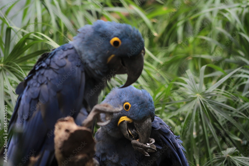 Fototapeta premium Hyacint macaw showing natural behaivour