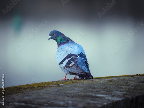 pigeon on a fence