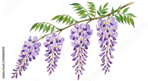 Watercolor illustration displays cascading clusters of purple flowering blossoms on a slender branch with green foliage