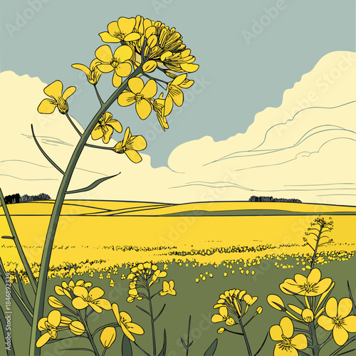 Bright yellow mustard flowers in a field yellow flowers