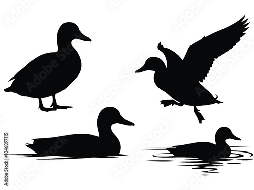 Silhouette of ducks swimming and flying over water surface