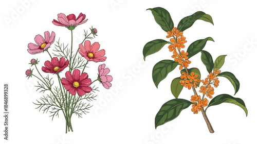 Cosmos and Osmanthus: Vector Illustration of Beautiful Blooming Flowers and Branches