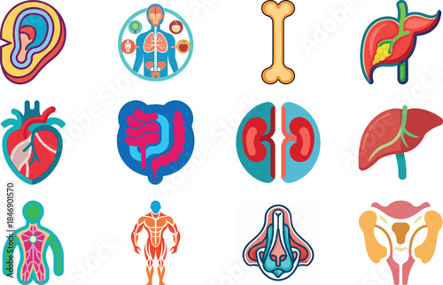 Human Anatomy Icon Set Featuring Heart, Liver, Kidney, Lungs, Intestine, Digestive System, Muscular System, Nervous System and Internal Organs – Flat Medical Vector Illustration for Healthcare, Educat