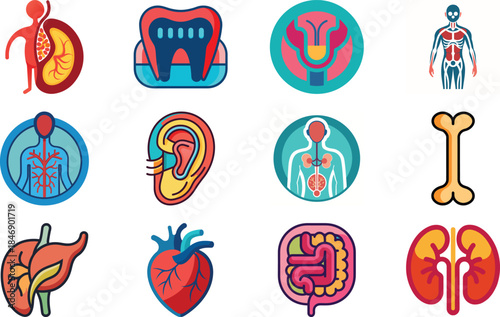 Human Anatomy Icon Set Featuring Heart, Liver, Kidney, Lungs, Intestine, Digestive System, Muscular System, Nervous System and Internal Organs – Flat Medical Vector Illustration for Healthcare, Educat