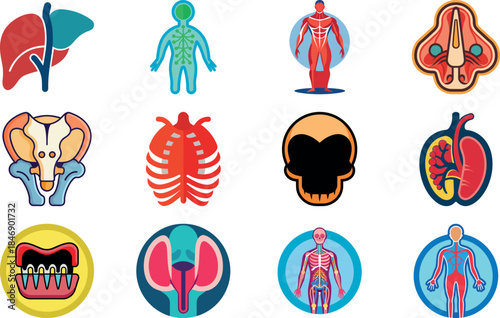 Human Anatomy Icon Set Featuring Heart, Liver, Kidney, Lungs, Intestine, Digestive System, Muscular System, Nervous System and Internal Organs – Flat Medical Vector Illustration for Healthcare, Educat