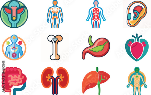 Human Anatomy Icon Set Featuring Heart, Liver, Kidney, Lungs, Intestine, Digestive System, Muscular System, Nervous System and Internal Organs – Flat Medical Vector Illustration for Healthcare, Educat