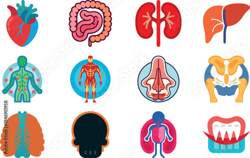Human Anatomy Icon Set Featuring Heart, Liver, Kidney, Lungs, Intestine, Digestive System, Muscular System, Nervous System and Internal Organs – Flat Medical Vector Illustration for Healthcare, Educat