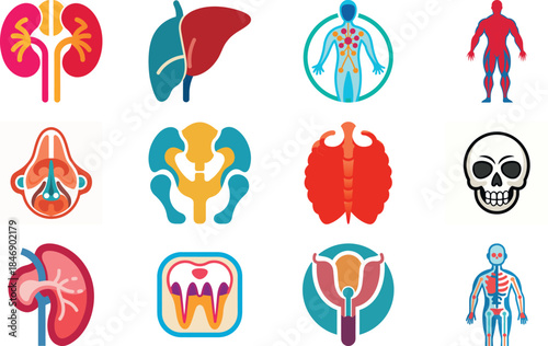 Human Anatomy Icon Set Featuring Heart, Liver, Kidney, Lungs, Intestine, Digestive System, Muscular System, Nervous System and Internal Organs – Flat Medical Vector Illustration for Healthcare, Educat