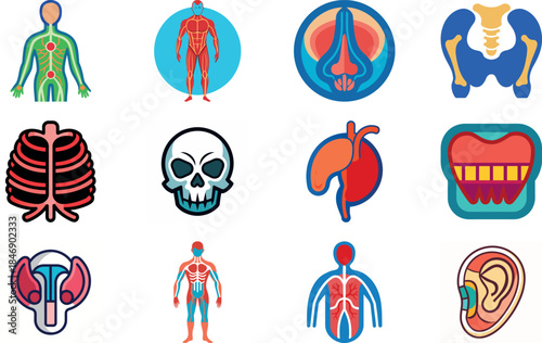 Human Anatomy Icon Set Featuring Heart, Liver, Kidney, Lungs, Intestine, Digestive System, Muscular System, Nervous System and Internal Organs – Flat Medical Vector Illustration for Healthcare, Educat