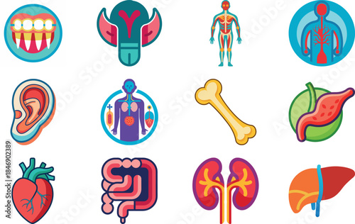 Human Anatomy Icon Set Featuring Heart, Liver, Kidney, Lungs, Intestine, Digestive System, Muscular System, Nervous System and Internal Organs – Flat Medical Vector Illustration for Healthcare, Educat