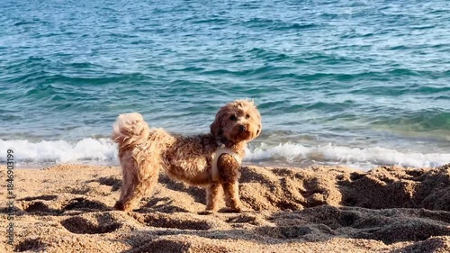 Playful Small Dog Lying on Beach Then Standing Up with Sandy Nose