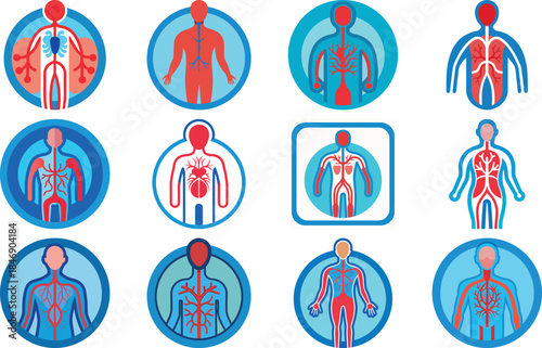 Human Anatomy Icon Set Featuring Heart, Liver, Kidney, Lungs, Intestine, Digestive System, Muscular System, Nervous System and Internal Organs – Flat Medical Vector Illustration for Healthcare, Educat