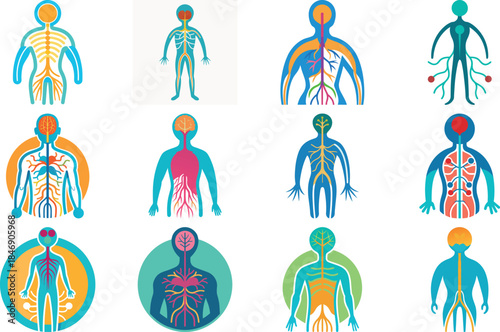 Human Anatomy Icon Set Featuring Heart, Liver, Kidney, Lungs, Intestine, Digestive System, Muscular System, Nervous System and Internal Organs – Flat Medical Vector Illustration for Healthcare, Educat