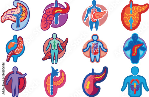 Human Anatomy Icon Set Featuring Heart, Liver, Kidney, Lungs, Intestine, Digestive System, Muscular System, Nervous System and Internal Organs – Flat Medical Vector Illustration for Healthcare, Educat