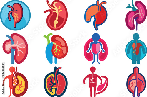 Human Anatomy Icon Set Featuring Heart, Liver, Kidney, Lungs, Intestine, Digestive System, Muscular System, Nervous System and Internal Organs – Flat Medical Vector Illustration for Healthcare, Educat