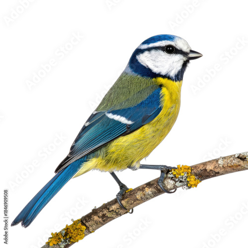 A Vibrant Blue Tit Perched on a Branch Against a Black Background