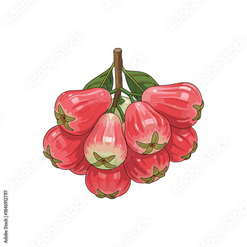 vector water apple fruit on a white background