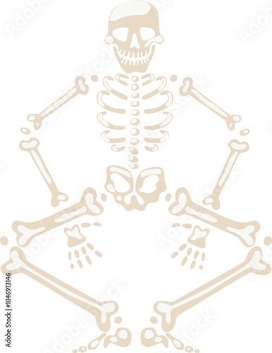 Human skeleton illustration showing anatomy for biology learning