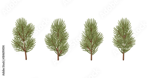 Set of four pine tree branches with green needles and brown stems on a white background