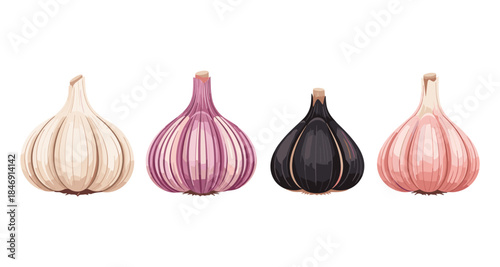 Four different types of garlic bulbs including white, pink, and black varieties