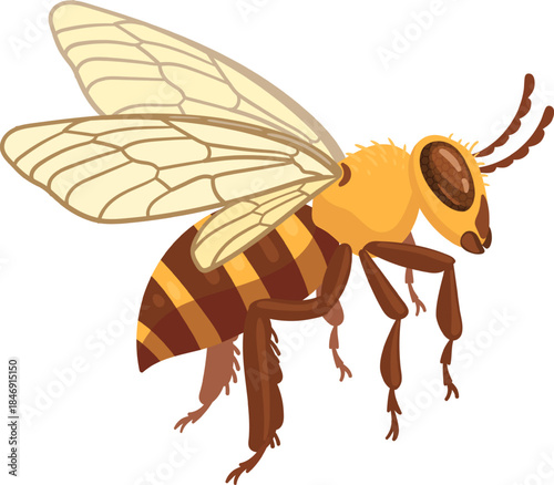 Honey bee flying showing yellow and brown stripes