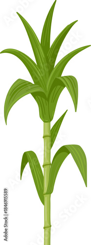 Sugarcane plant presenting natural sweet sugar ingredient