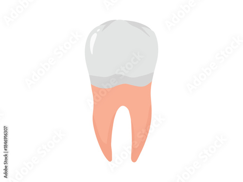 Human Tooth Premolar Anatomy Illustration