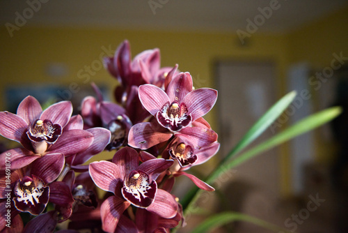 pink orchid on blackCymbidium is an indoor perennial plant native to Asia and Australia. It is an evergreen orchid provided with pseudobulds from which the long ribbon-shaped leaves develop directly.