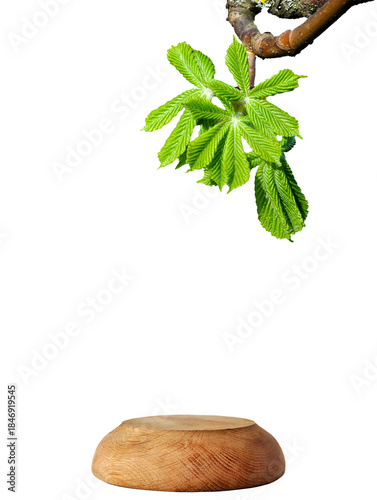 Fresh tree leaves above, empty wooden display podium below, isolated. First spring greenery, chestnut bud breaks. Vitality, natural products, use of plants in industry, spring promotions. PNG