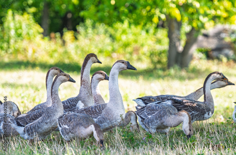 Fototapeta premium geese graze in a meadow
