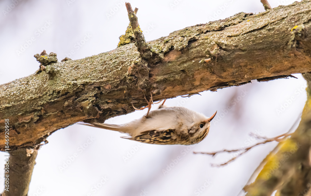 Fototapeta premium pika bird