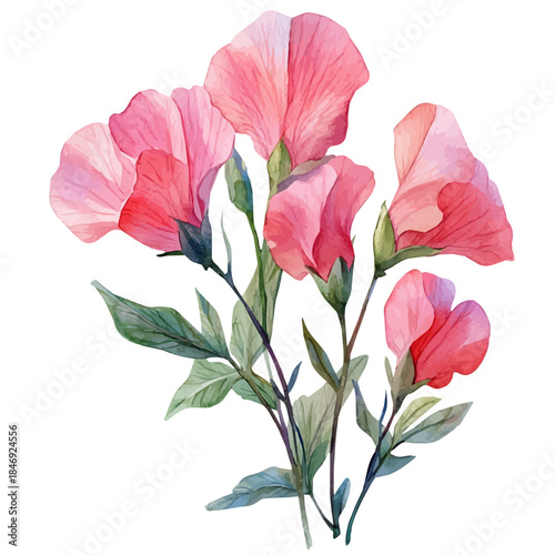 watercolor of Sweet Pea Flower, vector, isolated on a white background.