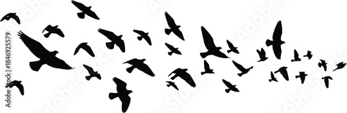 A large, dynamic flock of black bird silhouettes flying across a white background, symbolizing freedom, migration, and the beauty of nature.