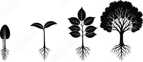 Plant growth stages silhouettes from seed germination to mature tree with roots isolated on white background for ecology and education concepts