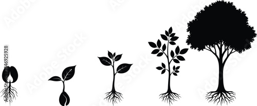 Plant growth stages silhouettes from seed germination to mature tree isolated on white background for ecology education and nature design concepts