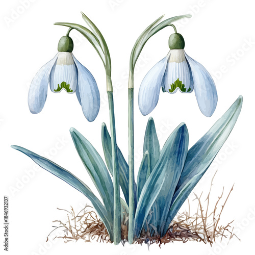 Snowdrop Flower, vector clipart in watercolor with smooth gradients, isolated on a white background.