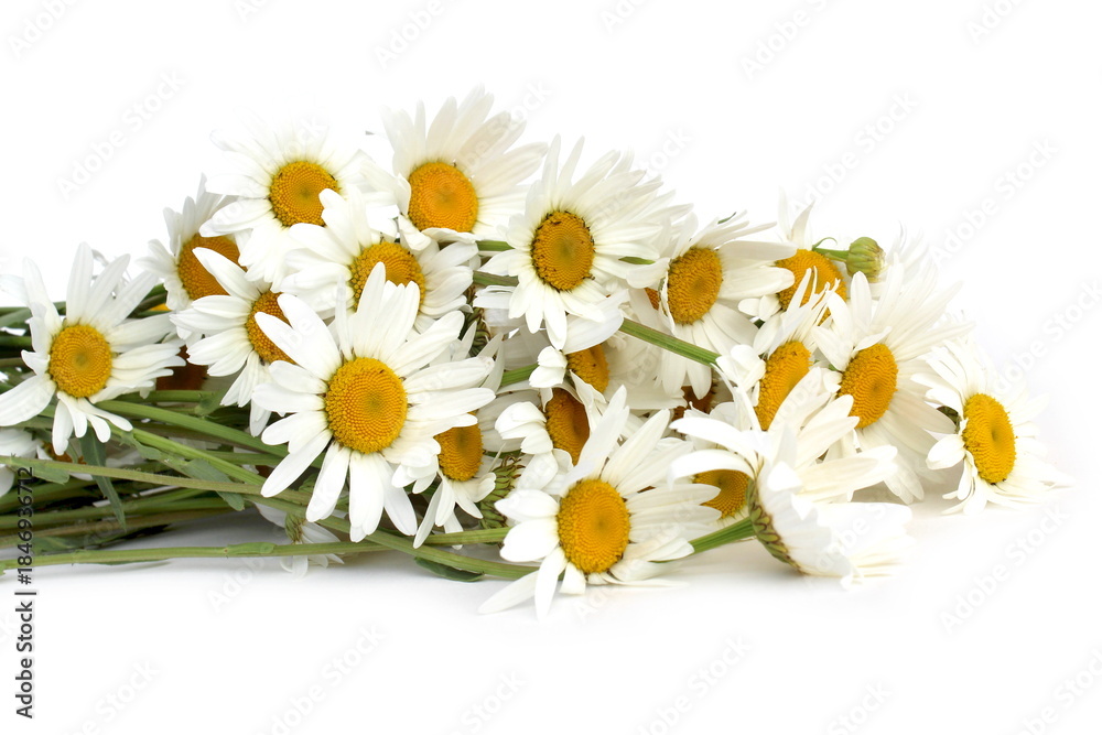 Obraz premium There is a bouquet of white chamomile on a white background.
