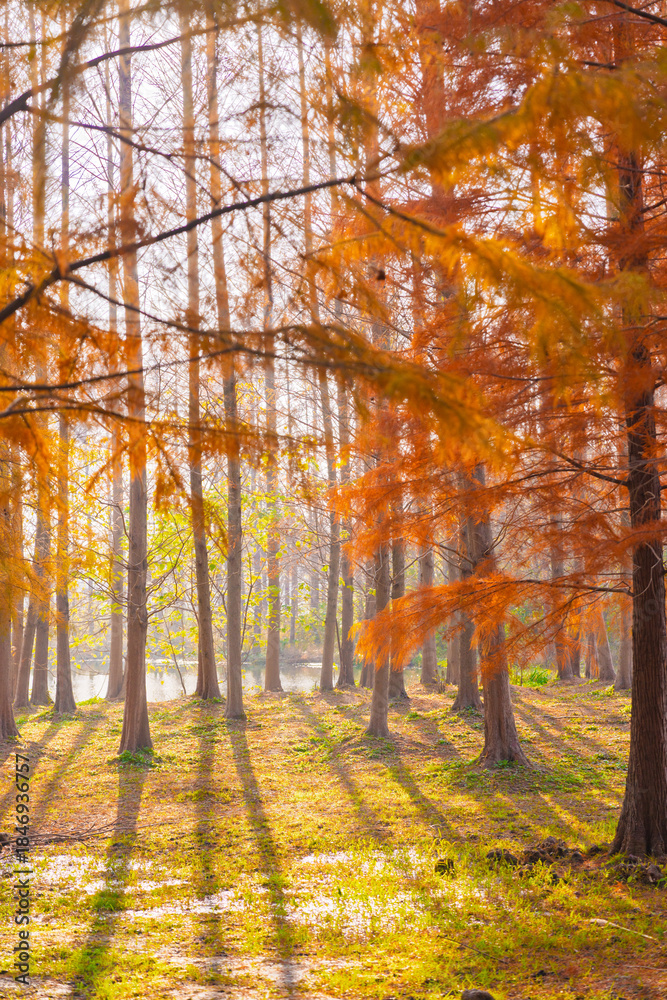 Fototapeta premium Sunlight dappling the redwood forest in Shanghai in autumn