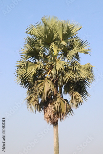 palmyra palm or Borassus aethiopum plant on field
