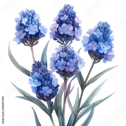 Sea Lavender Flower, clipart watercolor vector with vivid accents and harmonious tones, isolated on a white background.