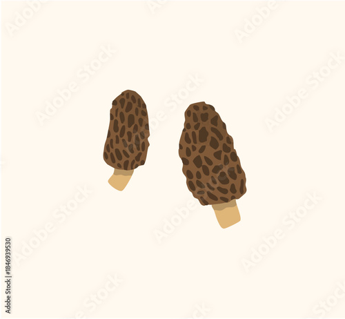 Hand Drawn Morel Mushrooms Illustration – Wild Forest Fungi