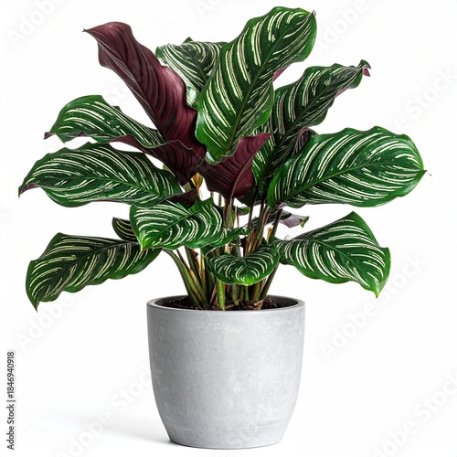 Lush, striped green and purple plant in a gray pot, isolated on white