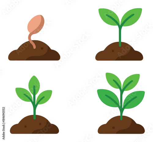 Illustration of plant growth stages from seedling to mature plant